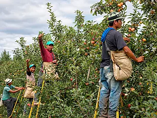 Na fruticultura, além da informalidade, 61% dos empregos são encerrados antes do fim do ano