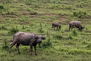 Justiça autoriza ICMBio a erradicar búfalos na Reserva Guaporé, em Rondônia