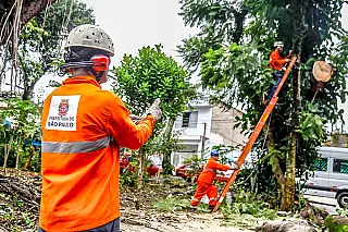 Escaneamento orienta com precisão a poda de árvores