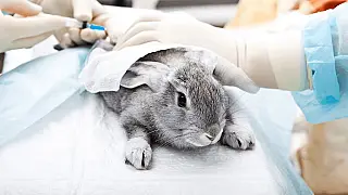 Lei cria cadastro para substâncias químicas e restringe testes em animais