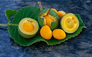 Nenhum brasileiro é mais verde e amarelo do que o pequi