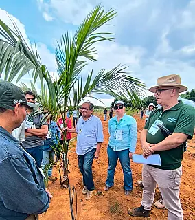 Depois do pequi sem espinhos, Embrapa planta açaí irrigado no Cerrado