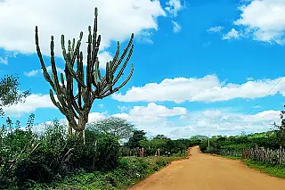 Caatinga alivia o aquecimento global