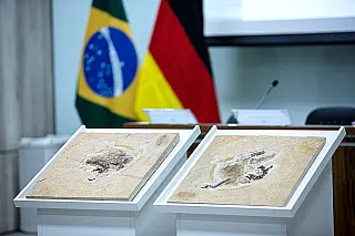 Além do ouro e do pau-brasil, 'roubaram' até os dinossauros do país