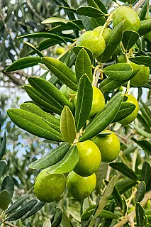 Brasil produz apenas 0,24% do azeite que consome