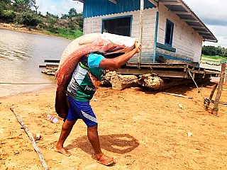 Programa remunera 'pescadores' de pirarucu por serviços ambientais