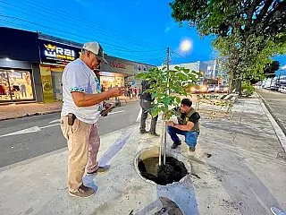 Manual orienta o planejamento da arborização urbana