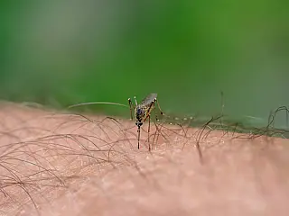 Febre amarela já provocou 5 mortes em São Paulo