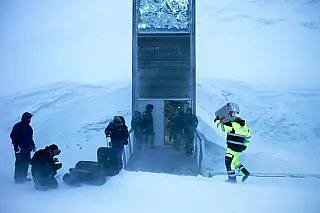 Brasil conta com 8.149 sementes no Banco Mundial de Svalbard