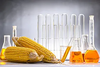 De grão em grão, o milho já responde por 20% do etanol fabricado no Brasil