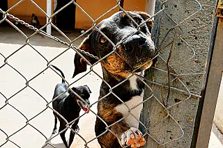 Municípios são obrigados a acolher animais abandonados e vítimas de maus-tratos
