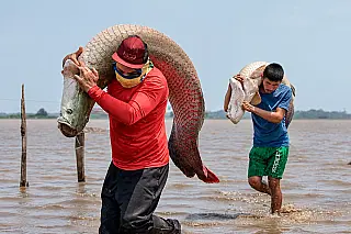 65% dos peixes amazônicos não existem em nenhum outro lugar do planeta