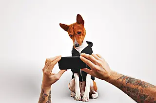 Caramelo, agora, tem RG Animal!