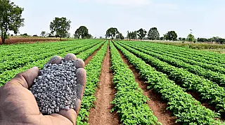 Bioinsumo poderia evitar 18 milhões de toneladas de gás carbônico