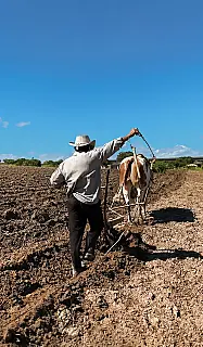 Desertificação ameaça 18% do território brasileiro