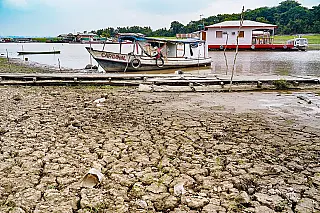 Sistema Agroflorestal reduz efeitos da seca na Amazônia