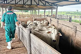 China reconhece território brasileiro como livre de febre aftosa sem vacinação