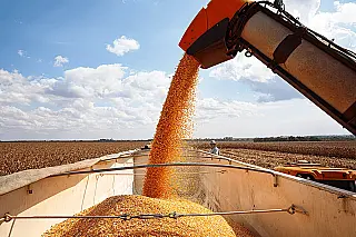 Sorriso é pentacampeã na produção agrícola nacional