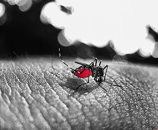 Mosquito é o animal que mais mata no mundo
