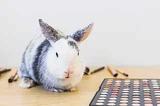 Uso de animais em testes de cosméticos está proibido