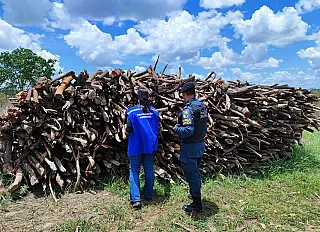 Em 2024, o Brasil desmatou 3.403 hectares por dia