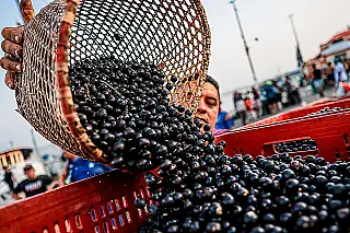 China facilita exportação brasileira de açaí, manga, goiaba, abacaxi e maracujá
