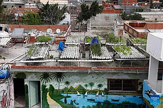 Agricultura em telhados reduz a pobreza e o desemprego