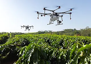 Embrapa desenvolve protetor solar para frutíferas