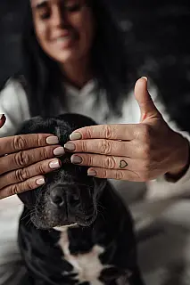 Lei reconhece guarda compartilhada de pets