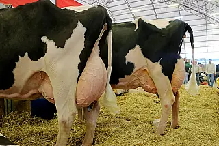 Leite, ovos, peixes e carnes impulsionam novo recorde da pecuária brasileira