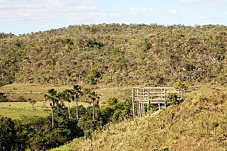 Áreas úmidas do Cerrado armazenam até oito vezes mais carbono do que a Amazônia