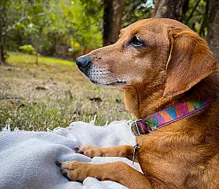 Maus-tratos a cães e gatos podem render até cinco anos de prisão