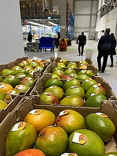 Holanda distribui mangas e limões da Bahia e de Pernambuco para a Europa