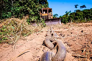 Mato Grosso quer transformar floresta Amazônica em Cerrado