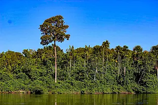 Amazônia em pé vale 21,6 bilhões de dólares em créditos de carbono