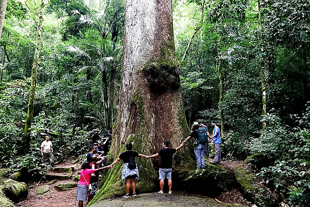 No Brasil, 3.730 espécies da flora estão ameaçadas de extinção