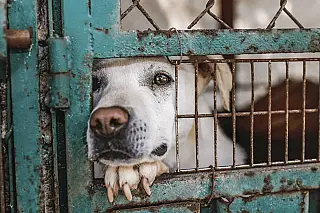 Venda de cães, gatos e coelhos está proibida em Nova Iorque