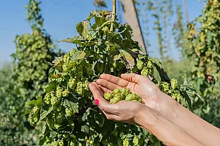 Brasil quer ampliar produção de lúpulo, matéria-prima da cerveja