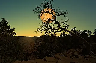 Embrapa lança guia com 344 espécies nativas do cerrado