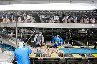 Frangos do Paraná abastecem 150 mercados internacionais