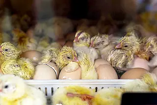 Indústria tritura pintinhos machos com menos de 24 horas de vida