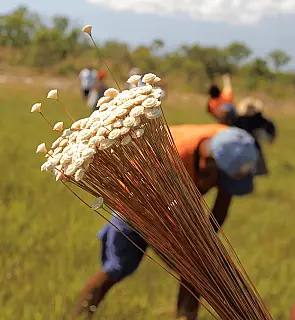 Mateiros, no Tocantins, é a Capital Nacional do Capim-dourado