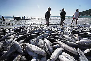 Pesca da tainha atinge a cota e está suspensa para a temporada 2026