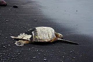 Acidez dos oceanos ultrapassa limite planetário