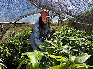 Sistema on-line de defesa agropecuária de Goiás é adotado por 14 Estados