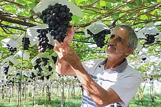 'Rota Uva & Vinho' percorre 60 propriedades em 31 municípios no Paraná