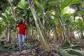 Finep investe em projeto de trator de pequeno porte para agricultura familiar