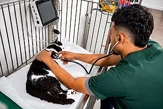 Condenados por maus-tratos a animais terão de ressarcir Prefeitura de Belo Horizonte
