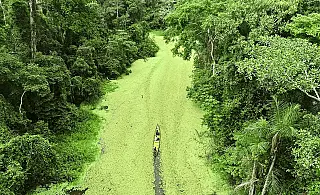 Dia da Amazônia chama a atenção para a biodiversidade do patrimônio natural da humanidade