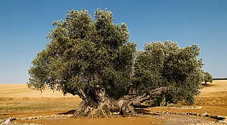 Pesquisadores identificam oliveira de 3.712 anos em Portugal
